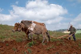 Animal Driven Plough